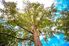 How Our Tree Care Process Works  in  Shaw Heights, CO