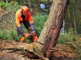 Shaw Heights, CO Tree Care Services Company